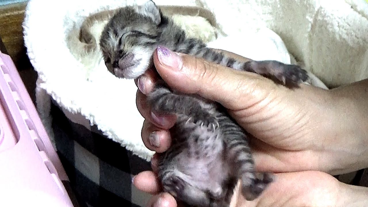 【保護猫】保健所に持ち込まれた赤ちゃん子猫がやって来た！【生後2日】