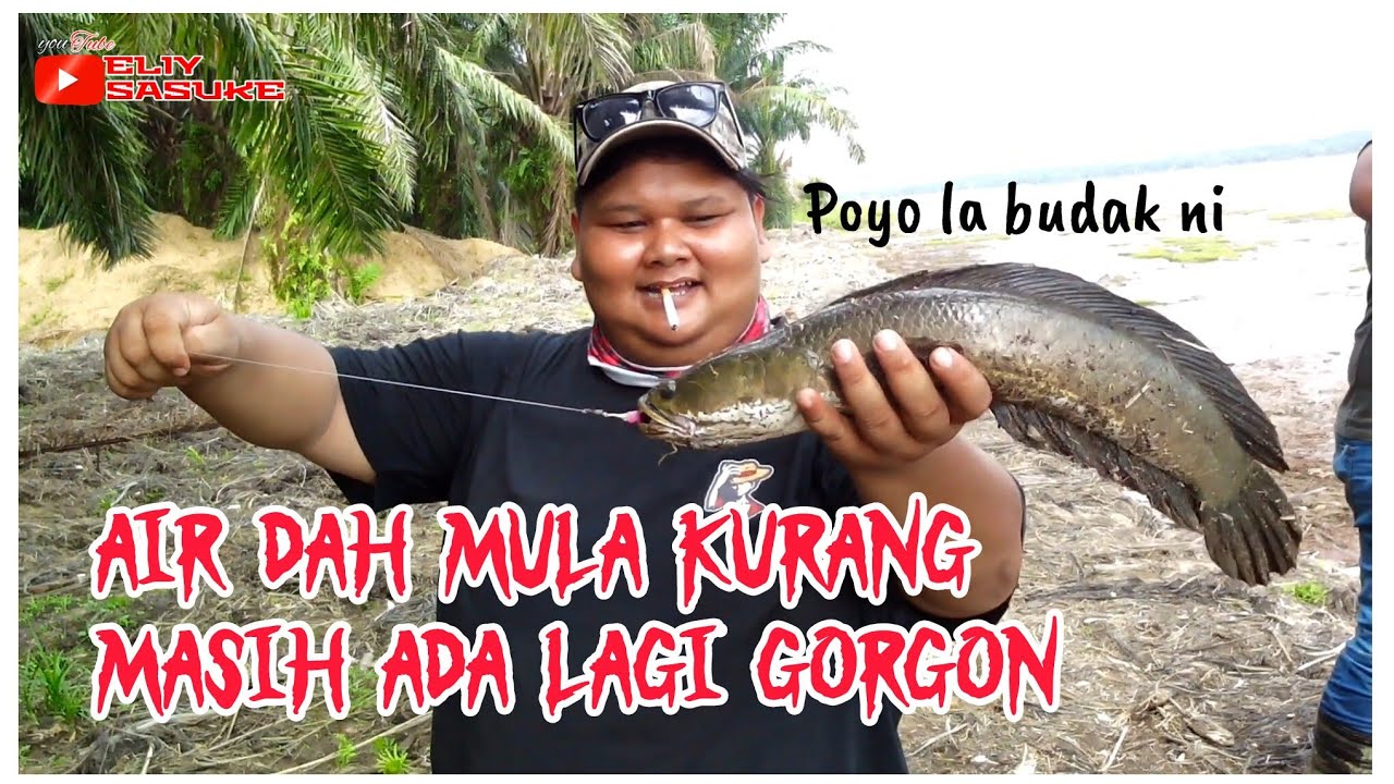 Mancing Haruan ‼️ saiz idaman dapat didaratkan