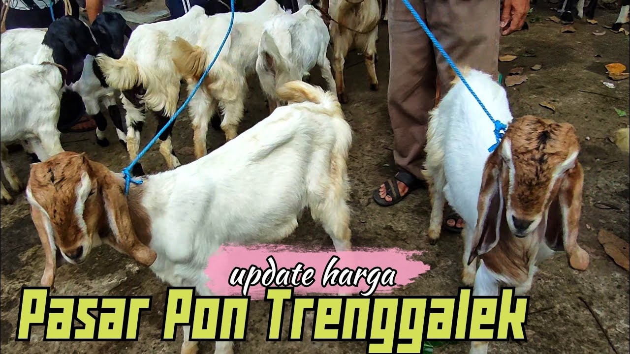 UPDATE HARGA KAMBING PASAR PON TRENGGALEK KOTA !!!!