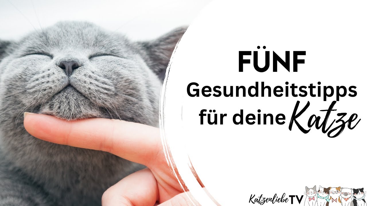 Die 5 WICHTIGSTEN TIPPS für die GESUNDHEIT deiner Katze!