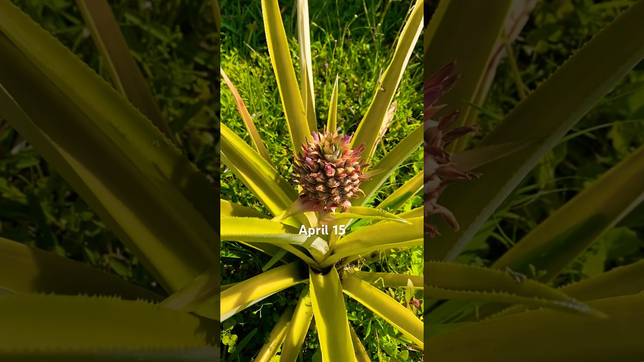 EPIC PINEAPPLE TIMELAPSE 