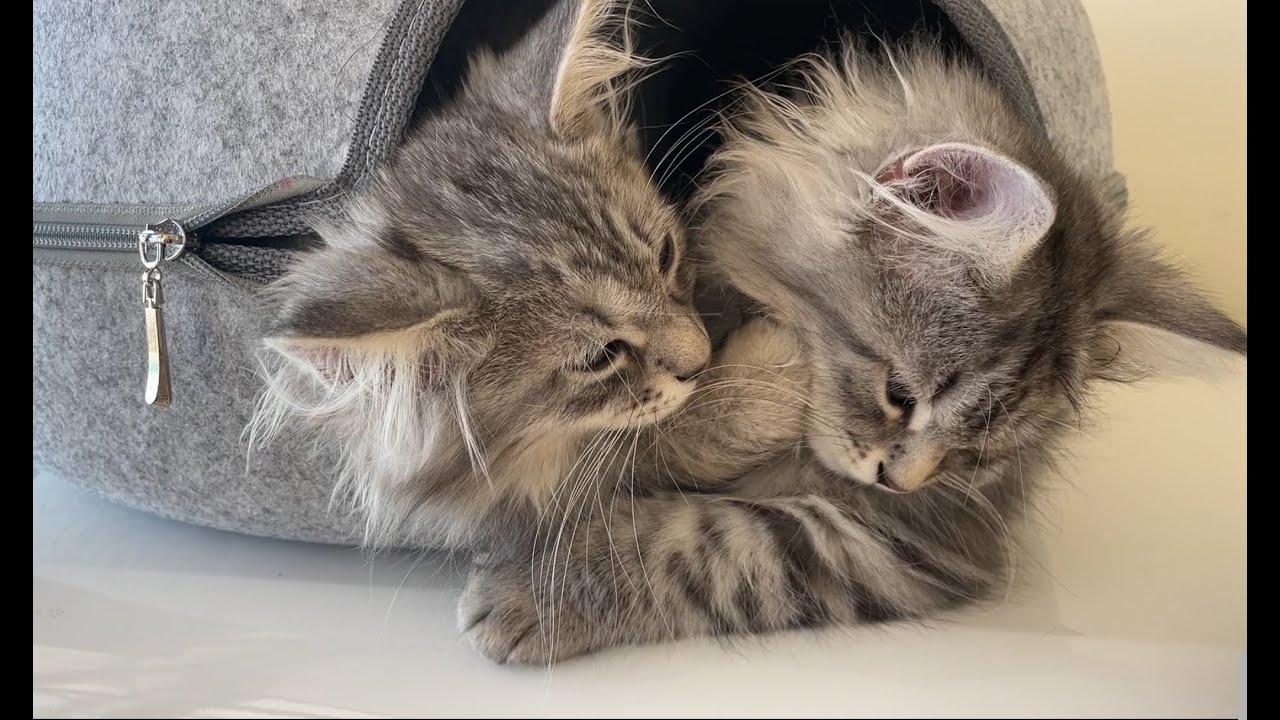Silver Siberian kitten grooming his tired brother