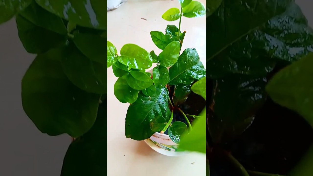 Mera mogare ka plant 🪴 
