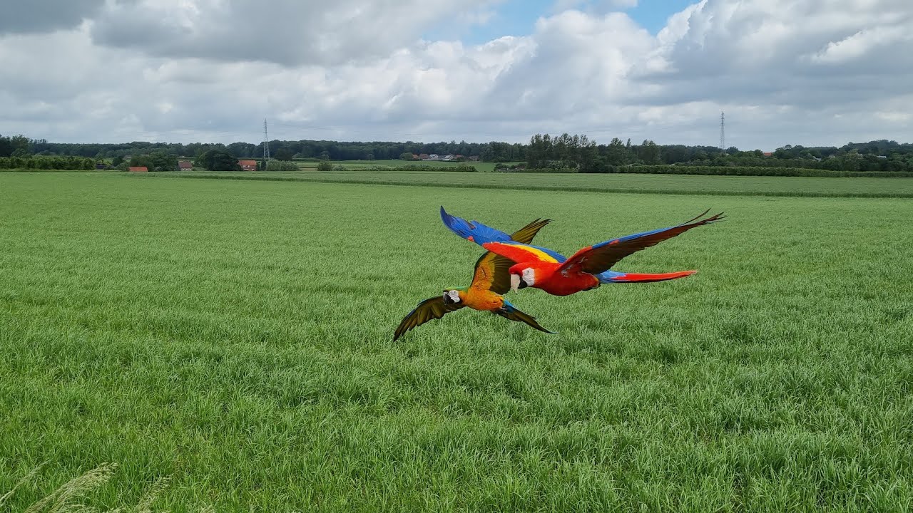 Free flight with friends