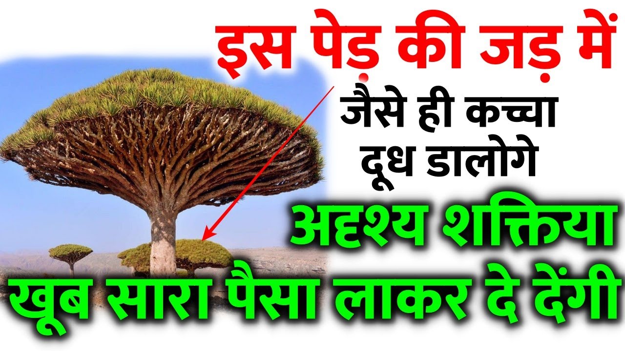 इस पेड़ की जड़ में जैसे ही कच्चा दूध डालोगे अदृश्य शक्ति खूब सारा धन लाकर दे देंगी