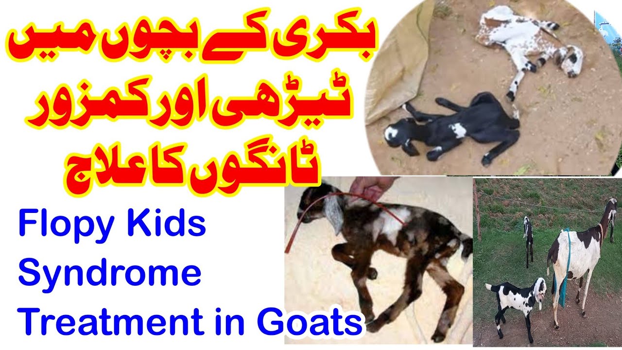 Floppy Kids syndrome in Goats || بکری کے بچوں میں ٹیڑھی ٹانگوں کی بیماری کا علاج
