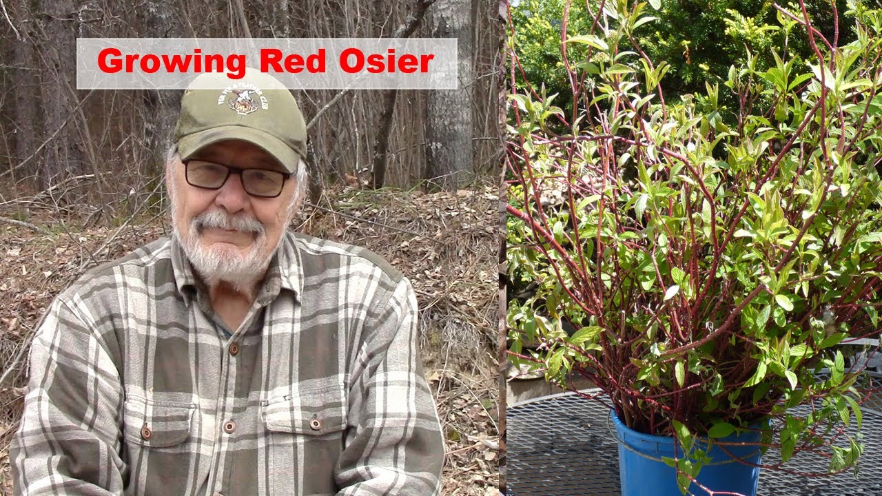 Deer Hunters Help Your Whitetails by Growing Red Osier (Winter Browse Plants)