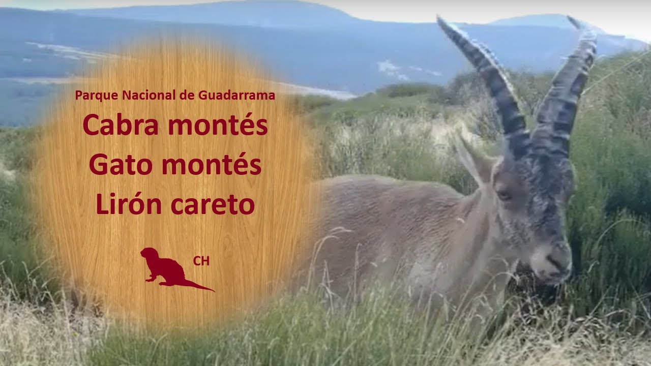 🌳 P. N. de GUADARRAMA 🐐