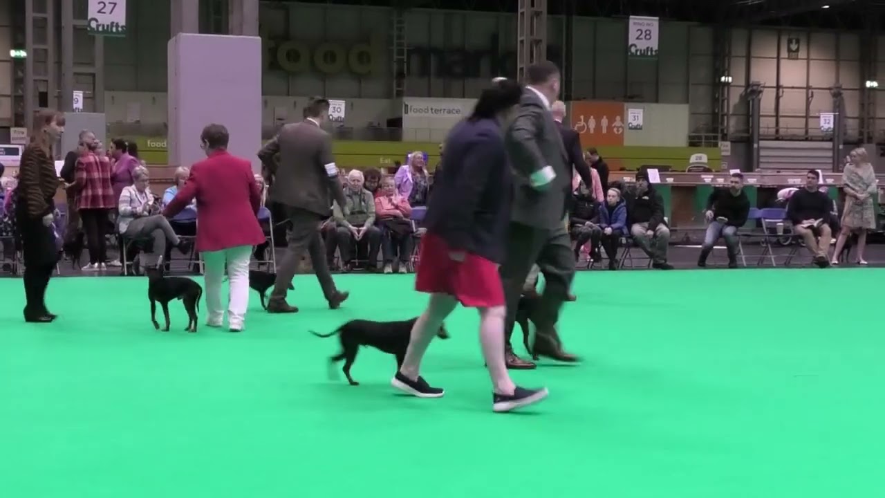 CRUFTS 2023, English toy terrier