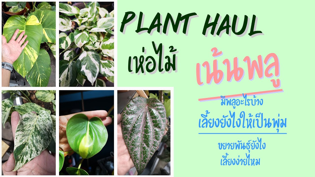 เห่อไม้ EP4 มาเลี้ยงพลูให้กอใหญ่กันเถอะ พลูด่างยักษ์ พลูงาช้าง พลูบราซิล หัวใจแนบ พลูลงยา