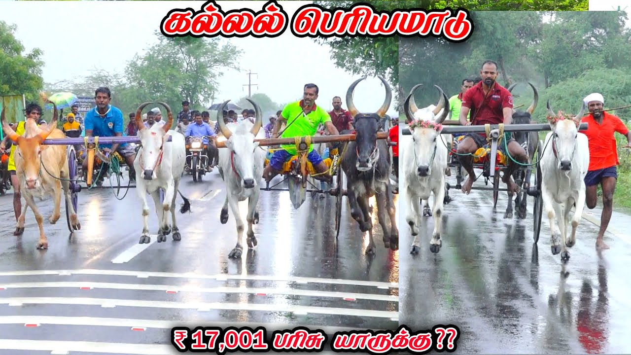 6கல்லல்-பெரியமாடு-பந்தயம்_21.10.2025_V_Photography