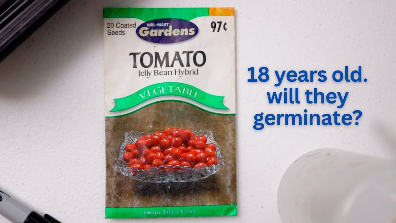 Can you plant old seeds? Seed saving tips and germination test.