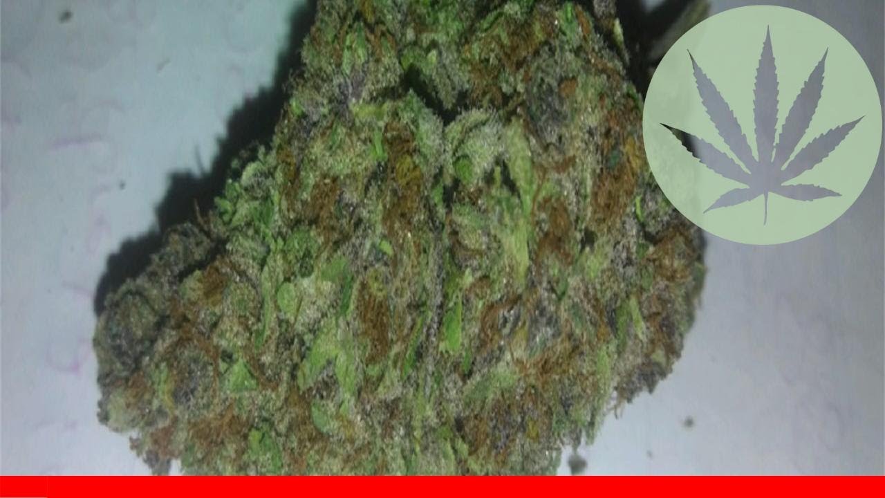 White Dream - All About This Strain