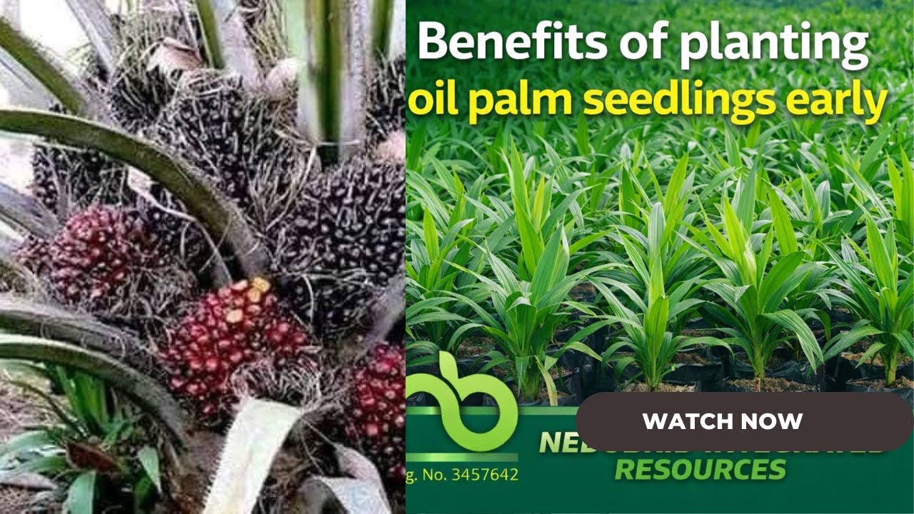 BENEFITS OF PLANTING OIL PALM SEEDLINGS EARLY PART 1