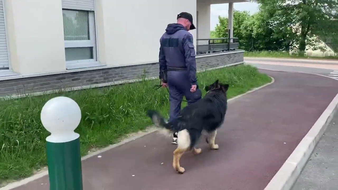 Marche au pied en ville avec Ron