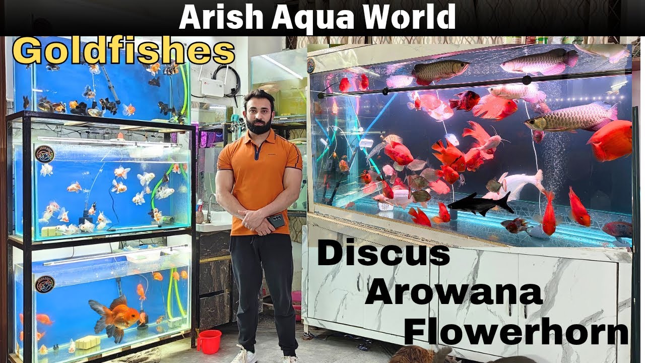 Exotic Monster Fishes Arowana Parrot Fishes Discuss Flowerhorn & Goldfishes At Best Price In Delhi