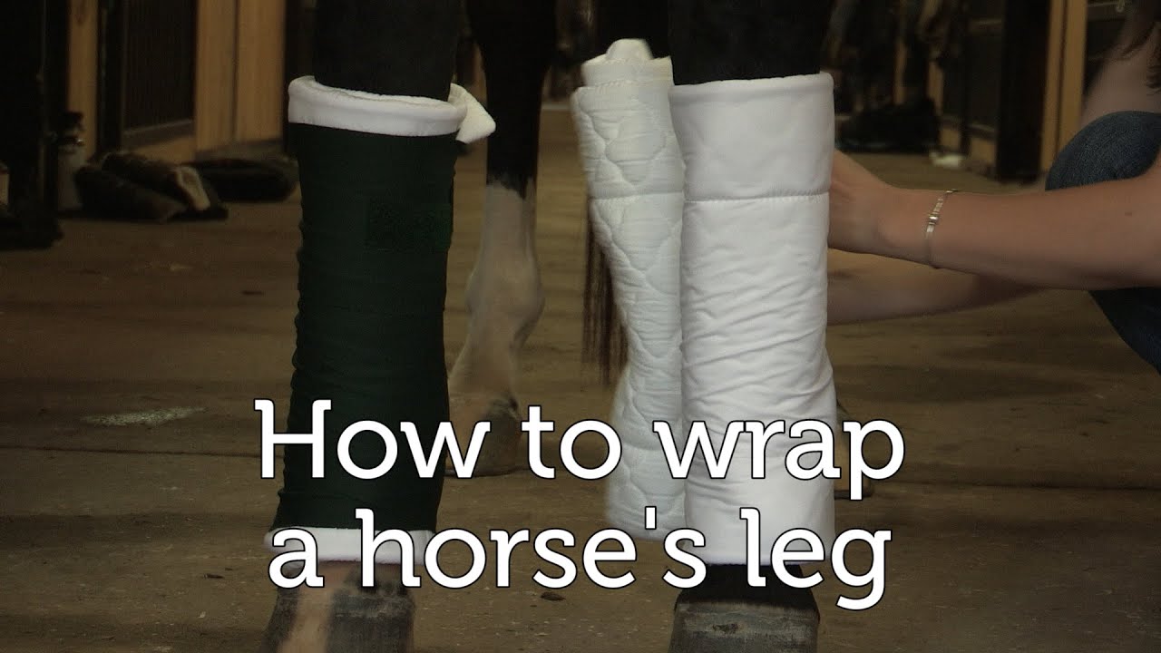 How to wrap a horse's legs