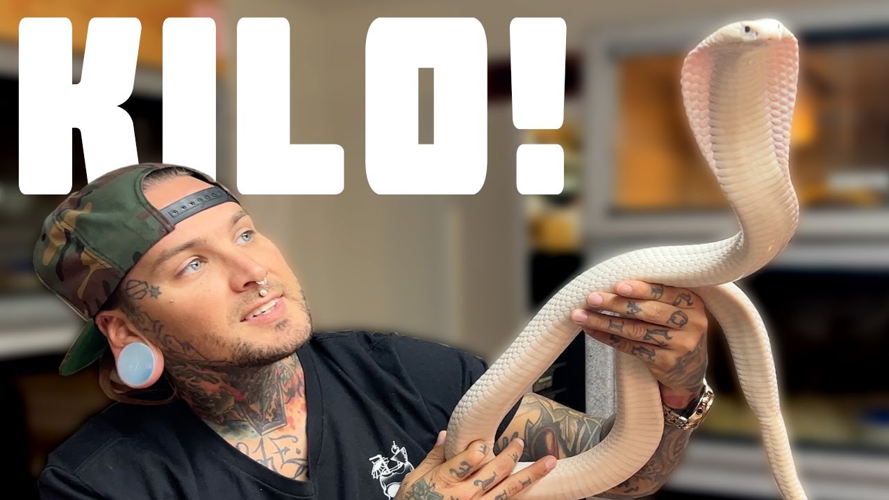КИЛО ВЕЛИКОЛЕПНЫЙ! Моя АБСОЛЮТНО БЕЛАЯ КОБРА 🔥