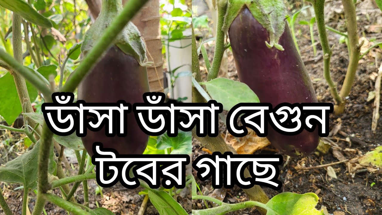 সম্পূর্ণ জৈব পদ্ধতিতে ছাদে বেগুন চাষ।। Brinjal Cultivation in Terrace  Garden with Organic Way 