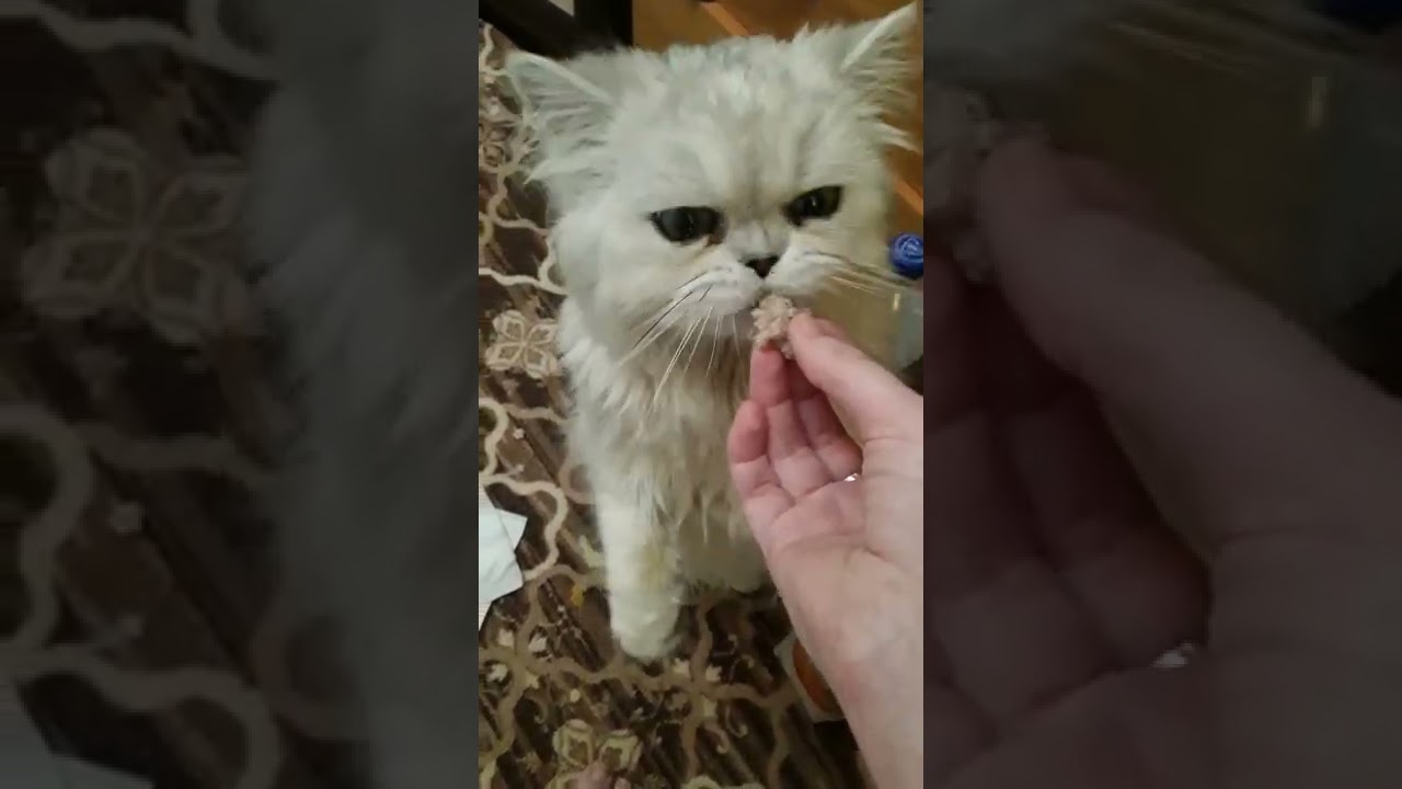 Кот Лансер - ест и приговаривает