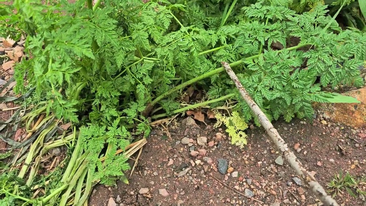 Water Hemlock: Toxic Health Risks of Conium maculatum | Public Safety Alert #nature #poison