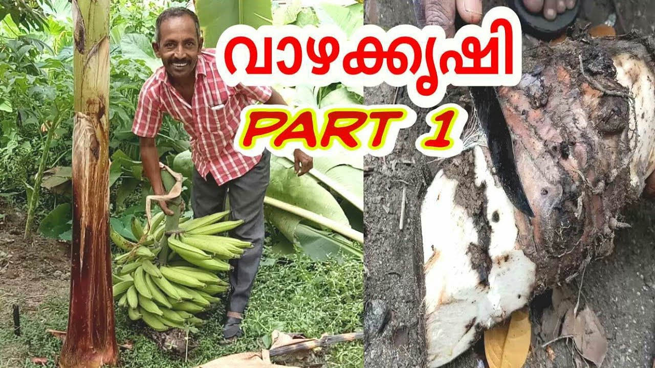 vazha krishi part 1