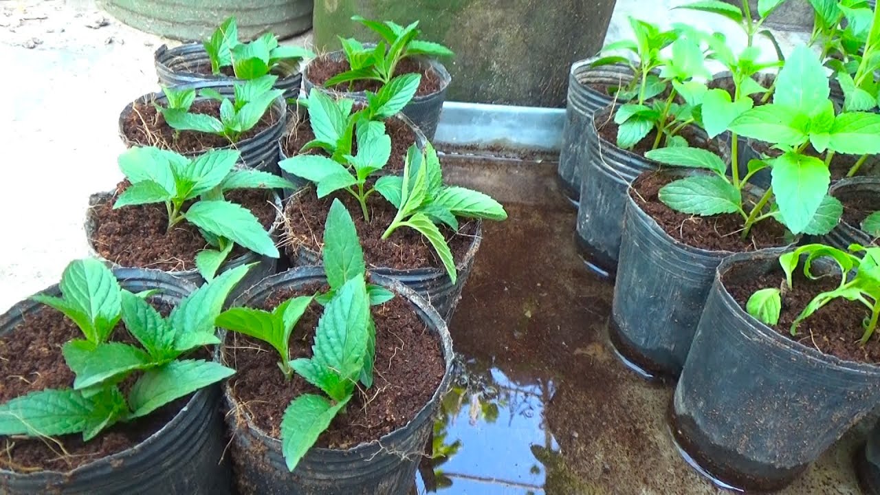 Kon Si Kalam Kon Se Mosam Main Lagain | Softwood and Hardwood Cuttings | When to Grow Cuttings