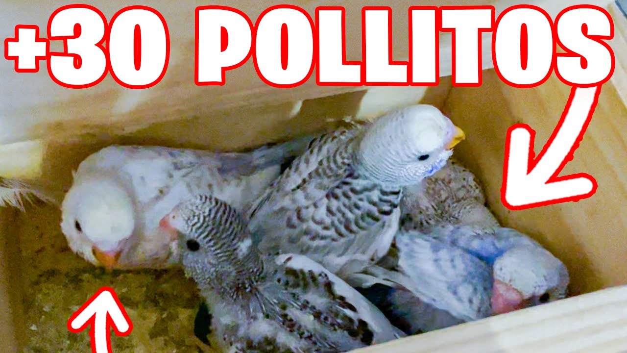 +30 POLLITOS DE PERIQUITO EN MI AVIARIO