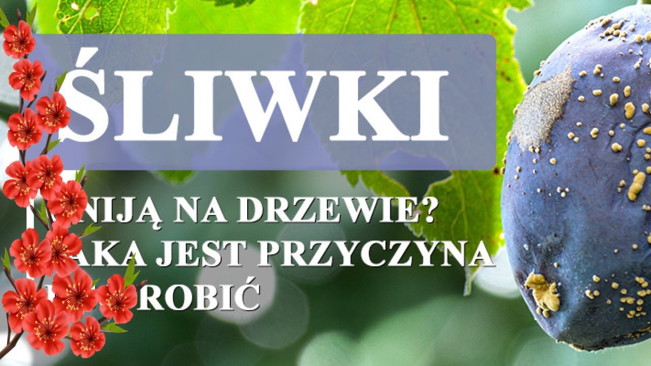 Walka z kokomikozą i moniliozą: co to jest i jak się go pozbyć?