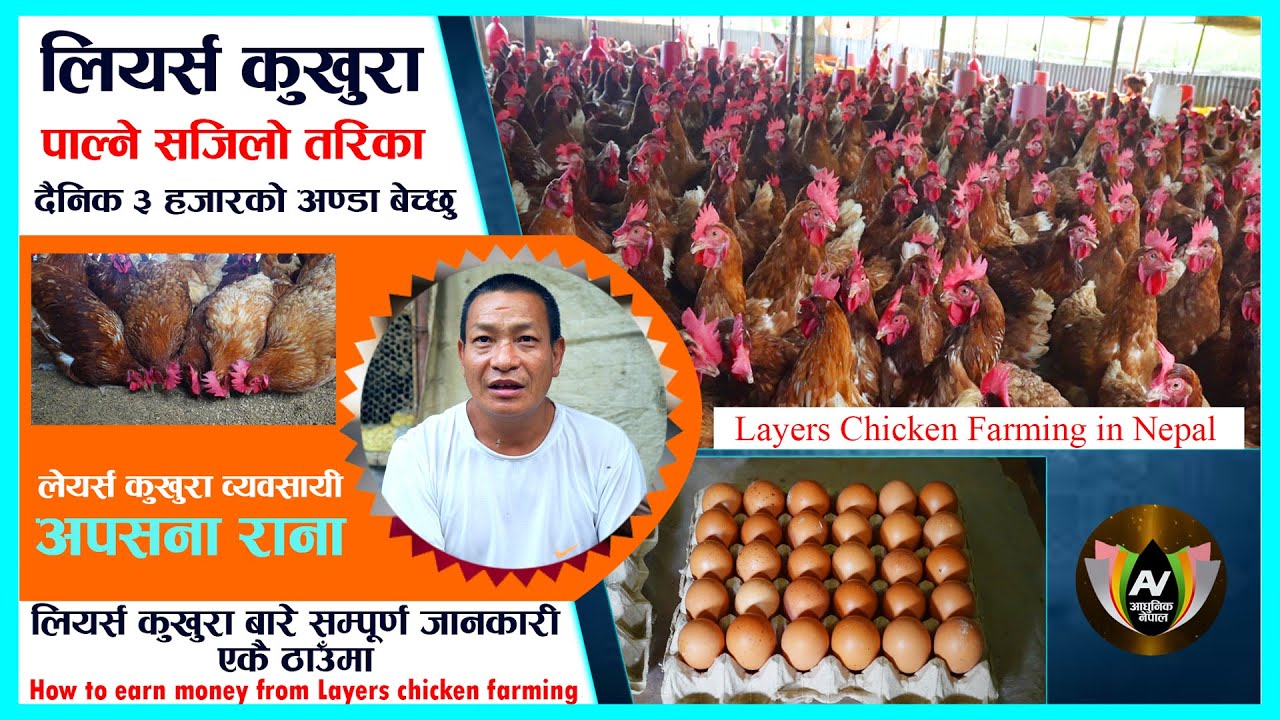 काम गर्दा  आत्तिन भएन l महिनाको ९० हजार कमाउछु अण्डा बेचेर  l Layers Chicken Farming in Nepal