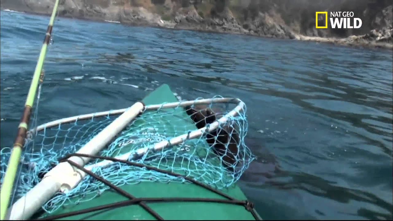 Une otarie monte sur son kayak