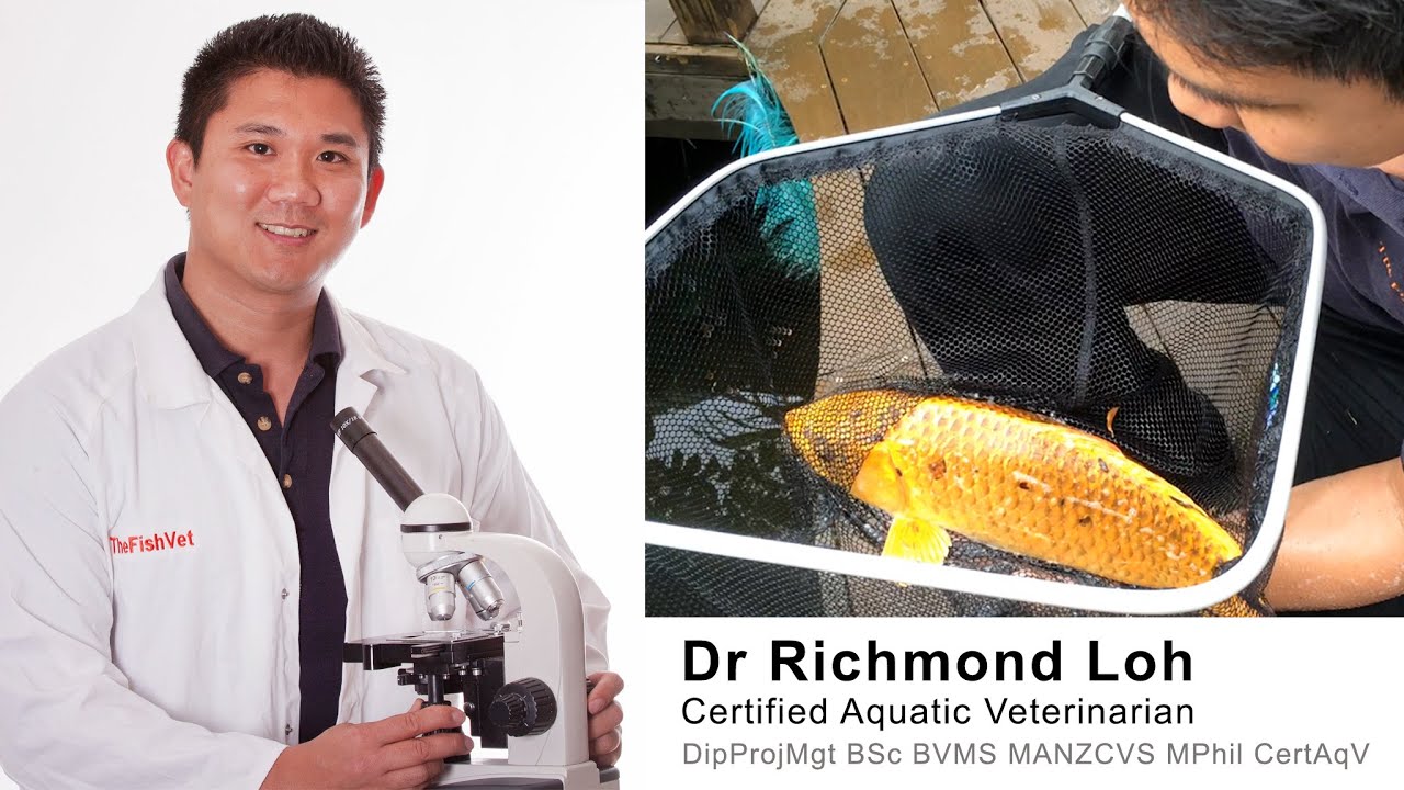 Koi fish pond pre winter health checkup for diseases and water quality