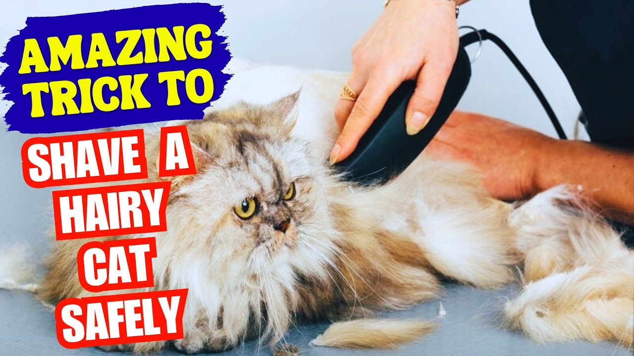 How to Safely Shave a Long-Haired Cat at Home (No Stress)🐱✂️