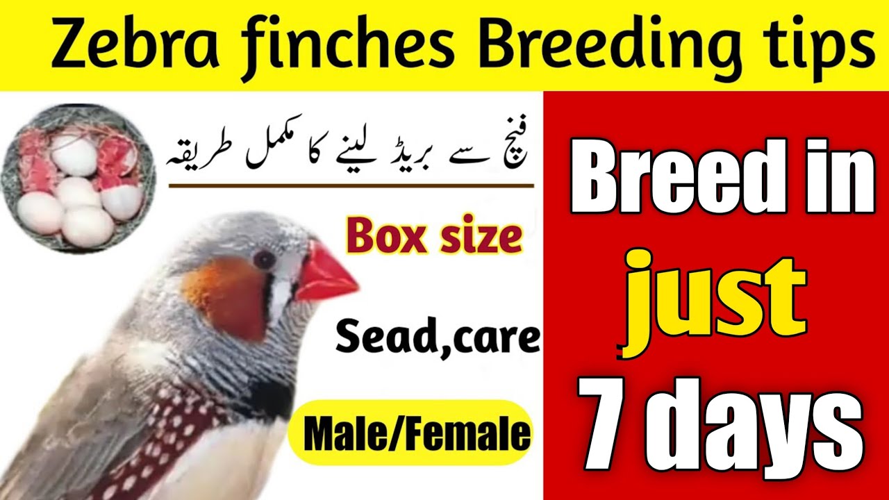 Zebra Finches breeding tips | Zebra Finches complete information in Urdu / Hindi | Zebra Finches