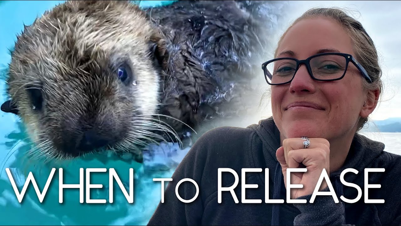 Marine Mammal Rescue, Rehabilitation, and Release