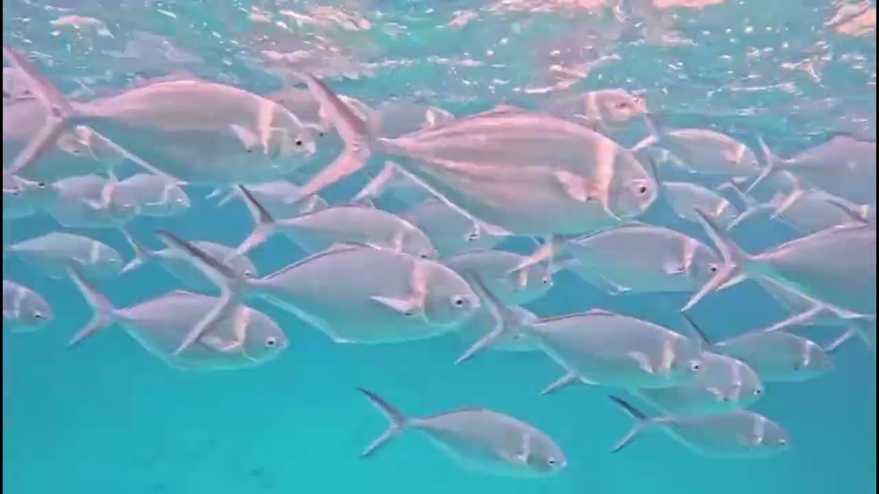 Swimming Through Steel Pompano Fish near Espanola Island, Galapagos