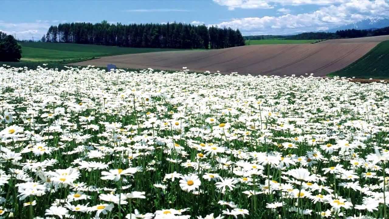 Игорь Растеряев - Ромашки