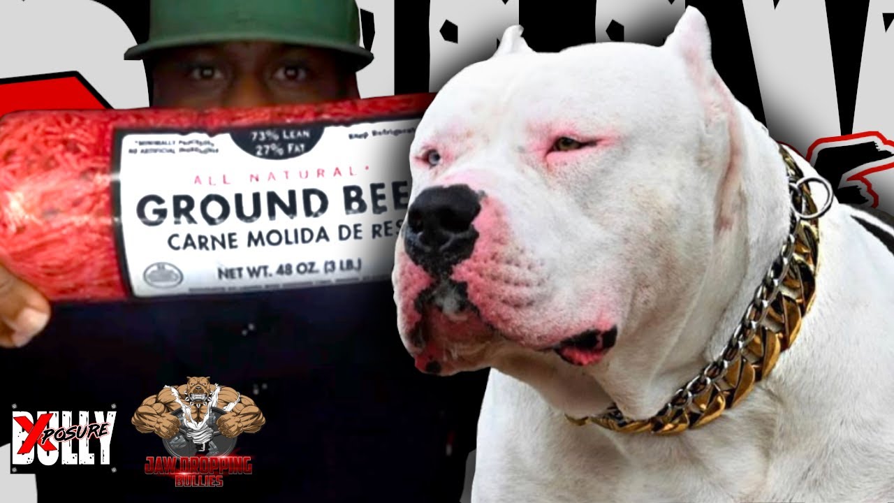 What to Feed XL Bully Puppies (Jawdropping Bullies)