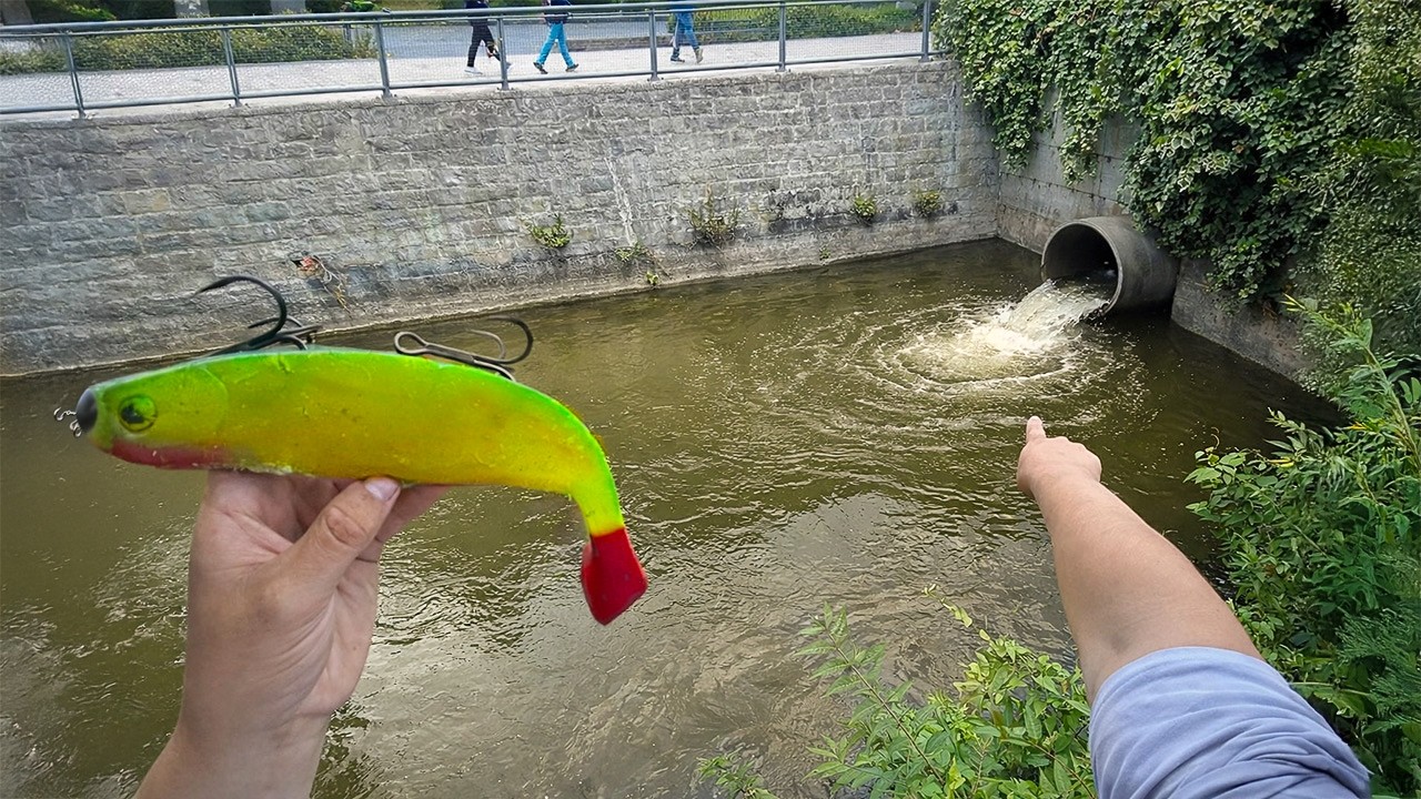 Wels Spinnfischen im Stadtgraben auf Sicht!