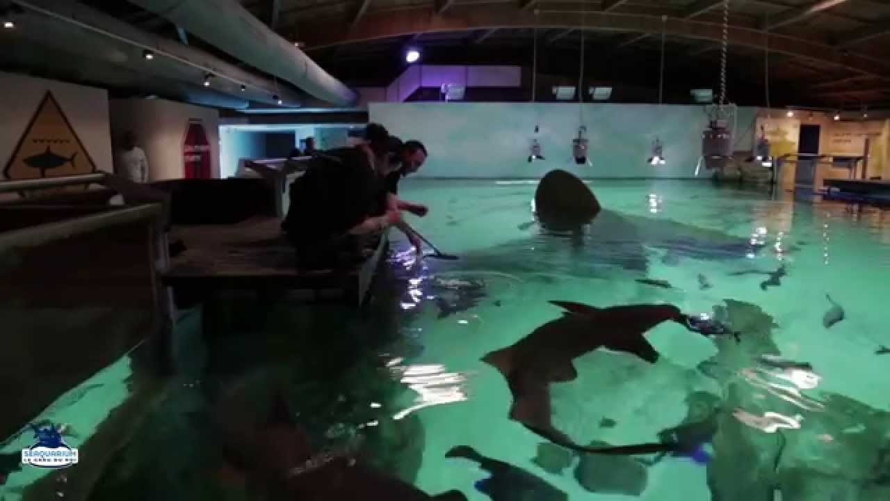 Les REQUINS TAUREAUX