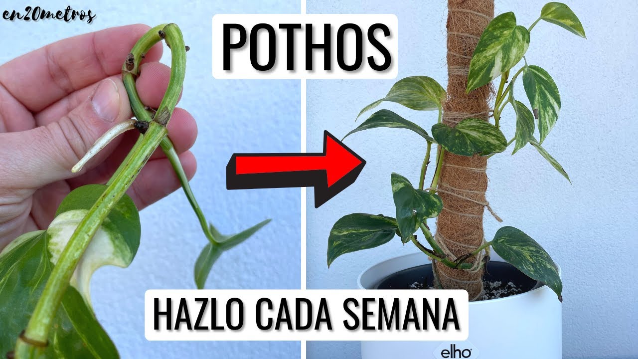 Solo UNOS MINUTOS CADA SEMANA y tu POTHOS CRECERÁ DE FORMA ESPECTACULAR || en20metros