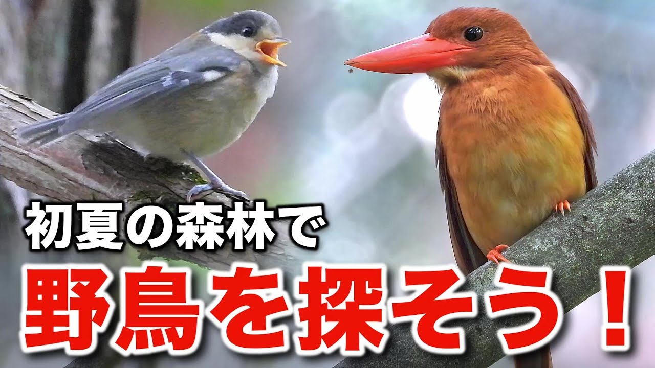 感動の親子愛！アカショウビンと野鳥の営みを観察しよう！