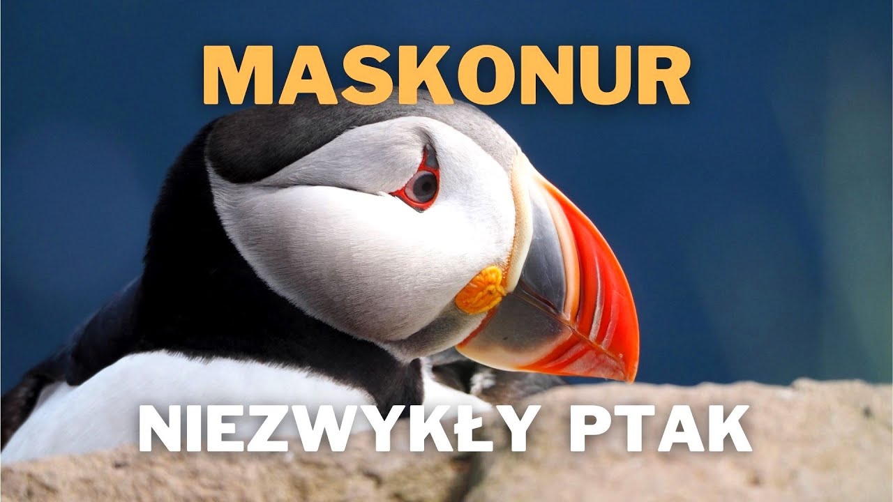 Maskonur (Fratercula arctica) - niezwykły ptak