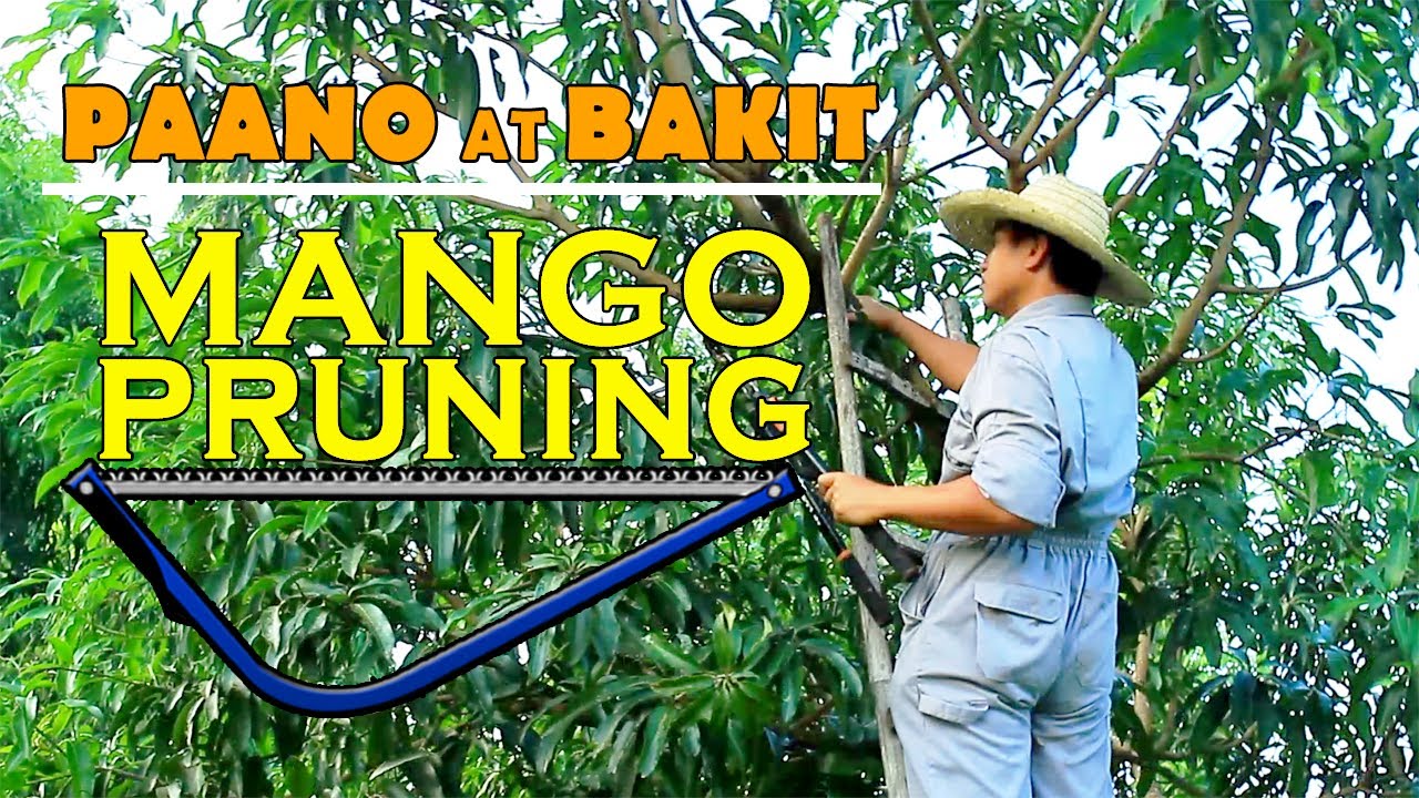 PAANO AT BAKIT KAILANGAN I PRUNE ANG MAKAPAL AT MALAKING MANGGA?