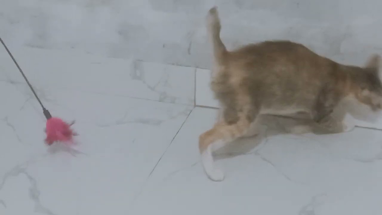 Mochi Playing ground..