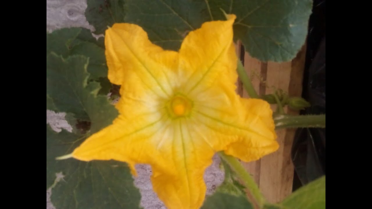 CÓMO SEMBRAR CALABAZA DE CASTILLA