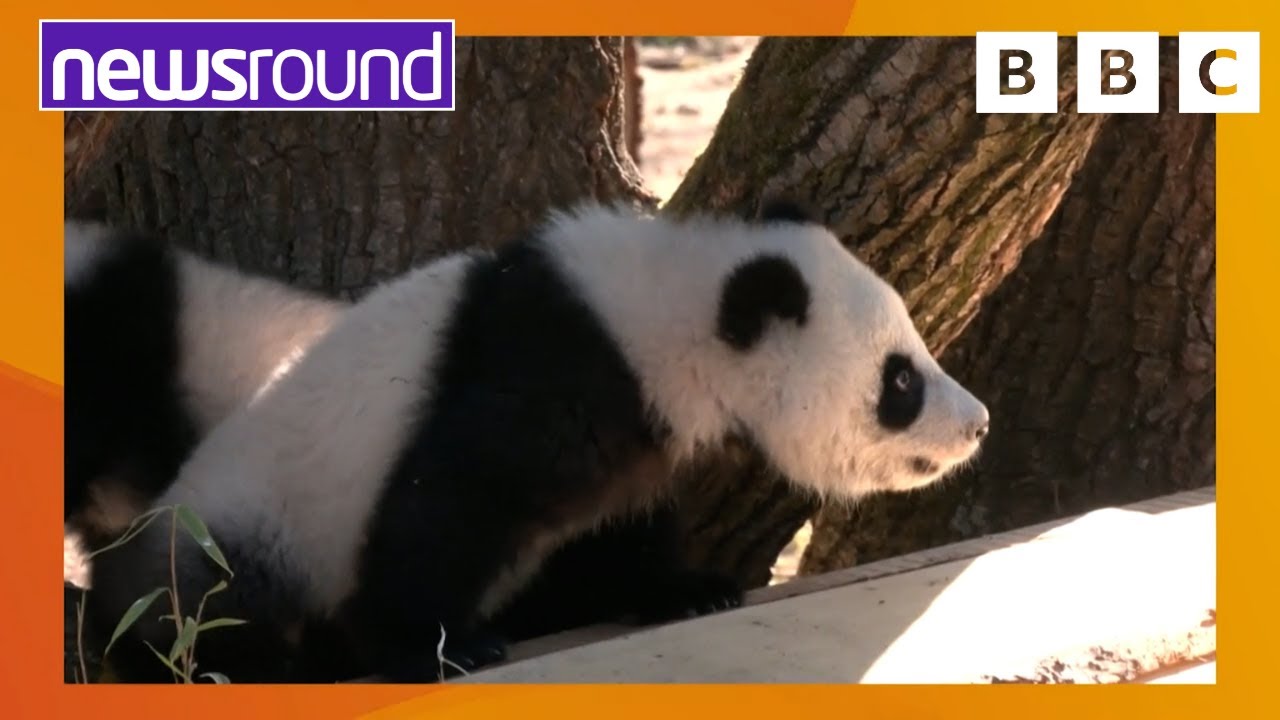 The CUTEST twin Panda cubs! | Happy News | Newsround