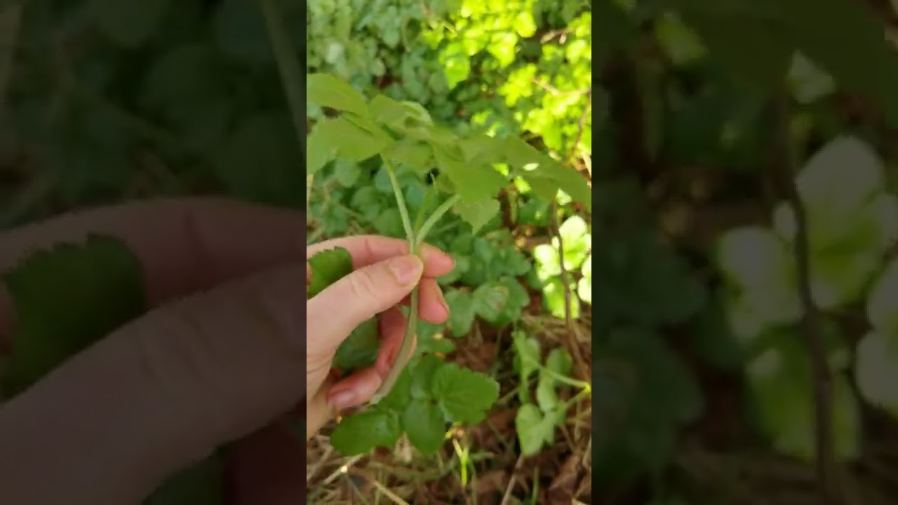 Identifying Edible plants : Smyrnium olusatrum - Alexanders
