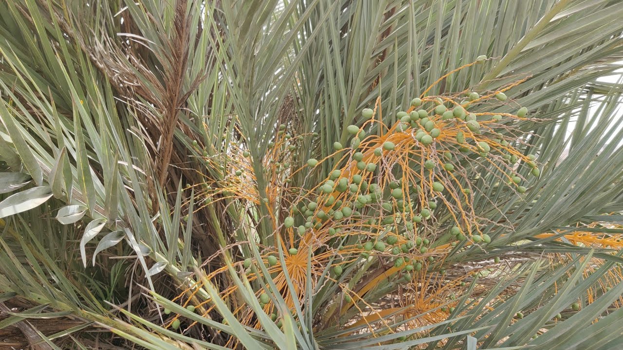 أرض للبيع بالبير والطاقة الشمسية 🌅 والأشجار 🌲 محاطة بالسياج كلها في بئر الببوش اقليم الجديدة 