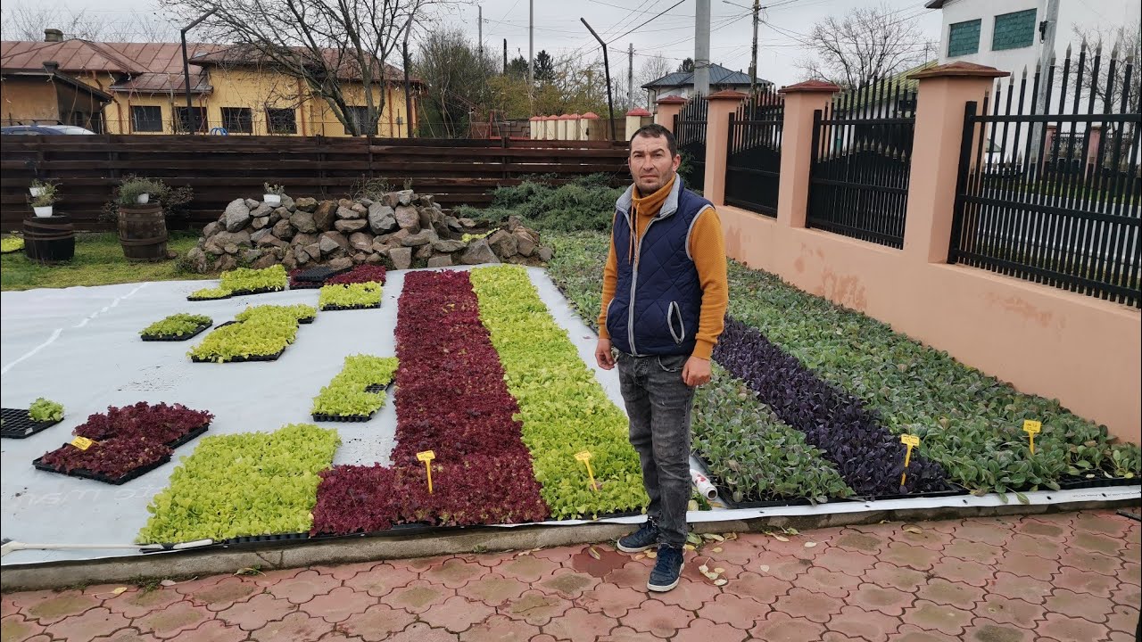CUM ARATĂ SI CÂTE RASADURI ARE DOMNUL INGINER NACHE TITEL!!